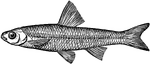 <i>Notropis hudsonius</i>. The spottail minnow, also called the spottail shiner is a spawn-eater. These fish "habitually feed upon spawn, to the detriment of the fisheries or of fish-culture." This minnow is one of the largest and has a "pale coloration", sides with a "broad silvery band, and usually a dusky spot at the base of the caudal fin. It is sometimes called smelt." &mdash;Whitney, 1889