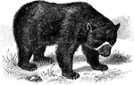 <i>Tremarctos ornatus</i>. "The only South American bear, having a light-colored mark on the face, like a pair of spectacles." &mdash;Whitney, 1889