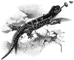 <i>Spelerpes ruber</i>. "...of a bright red color, more or less spotted with black, and is found in cold springs and brooks." —Whitney, 1889
<p>Illustration of a salamander with its tongue extended, in the process of catching a flying insect to eat.