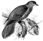<i>Sphenocercus sphenurus</i>. The Kokla Green Pigeon, also called a Wedge-tailed Pigeon, "a genus of fruit pigeons or <i>Treroninae</i>, having the tail cuneate." &mdash;Whitney, 1889
<p>Illustration of two pigeons sitting on branches, one in the forefront and the other in the background.