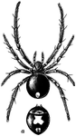 <i>Latrodectus mactans</i>. Spiders are "dimerosomatous - that is, have the body divided into two principal regions, the cephalothorax, or head and chest together, and the abdomen, which is generally tumid or globose...In those species which are poisonous the falces are traversed by the duct of a venom-gland." &mdash;Whitney, 1889