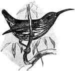 <i>Arachnothera magna</i>. Also called a spider-catcher, the Streaked Spiderhunter is "a bird that catches spiders...They are small creeper-like birds with long bills, and belong to the family <i>Nectariniidae</i>." &mdash;Whitney, 1889
<p>A bird with a long, pointed, thin beak, sitting on a branch.