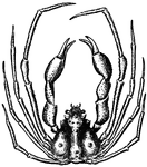 <i>Inachus dorsettensis</i>. "A spider-like crab, or sea-spider, with long slender legs and comparatively small triangular body. The name is given to many such crabs, of different families, but especially to the maioids, or crabs of the family <i>Maiidae</i>..." &mdash;Whitney, 1889
<p>Illustration of a male Scorpion Spider Crab.