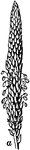 <i>Plantago major</i>. "...a flower cluster or form of inflorescence in which the flowers are sessile (or apparently so) along an elongated, unbranched common axis, as in the well-known mullen and plantain." &mdash;Whitney, 1889
<p>Illustration of a spike from a Broadleaf Plantain.