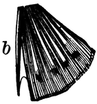 "A fin-spine; one of the unjointed and unbranched sharp bony rays of the fins, such as those the presence of which gives name to the acanthopterygian fishes; a spinous fin-ray, as distinguished for a soft ray."
<p>Illustration of the ventral fin of the acanthopterygian fish.