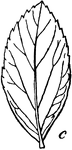 <i>Spiraea tomentosa</i>. Also called Steeplebush and Meadowsweet, this plant grows up to four feet high. This illustration shows the leaf of the plant.