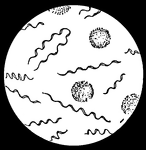 Illustration of magnified <i>Spirochaeta obermeieri</i>. This genus of bacteria have "the cells united in long slender threads which usually show narrow spiral windings. The filaments have the liveliest movements, and clearly propel themselves forward and back, but are also able to bend in various ways...<i>S. obermeieri</i> is found in the blood of those sick with recurrent fever, is the cause of the disease." &mdash;Whitney, 1889