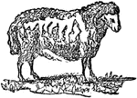 The male of the sheep and allied animals.