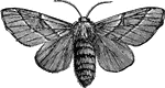 A female moth.