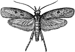 A name to many common moths that are destructive to woolen fabrics, feathers, and furs.