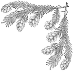 An upper right corner motif of pine branches and cones. Suitable for decorating letters and cards. Could be used at Christmas or other winter holidays, Arbor Day, or as a general nature theme. May be combined with the other three orientations of this design to create a full frame.
