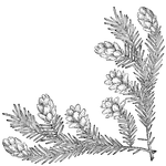 A lower right corner motif of pine branches and cones. Suitable for decorating letters and cards. Could be used at Christmas or other winter holidays, Arbor Day, or as a general nature theme. May be combined with the other three orientations of this design to create a full frame.