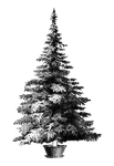 A pine tree in a pot or tree stand. Might be used in a before-and-after composition with the decorated version of the same tree.