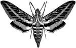 <i>Deilephila lineata</i>"...a common American moth of striking coloration, whose larva feeds on purslane." —Whitney, 1889
<p>A large moth with white and black stripes. This illustration displays the whole moth whereas the left wings are omitted as in original illustration.