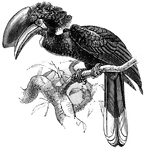 A genus of hornbills, of the family <i>Bucerotidæ</i>, characterized by the peculiar form of the casque and by the curly crest.