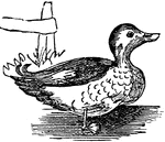 A well-known water fowl.