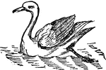 A large web-footed bird, like the goose, but large and stronger.