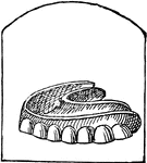 The series of small bones attached to the jaws of animals, or human beings, which serve the purpose of taking and chewing food.
