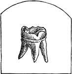 A small bone attached to the jaw for chewing.