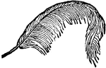 One of the growths, generally formed each of a central quill and a vane on each side of it, which make up the covering of a bird.