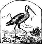 A genus of wading birds, one species of which was regarded in ancient Egypt with a degree of respect bordering on adoration.