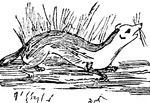 A carnivorous animal allied to the weasel. Its fur is used in making hats and muffs.