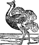 A large bird, nearly ten feet high, having a long neck, stout long legs, with only two toes, and short wings, with long soft plumes, in the place of feathers. It is remarkable for its speed, and swallowing bits of metal or stone.
