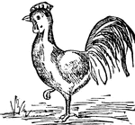 The male of the domestic fowl.
