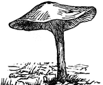 A mushroom, a plant which commonly grows in moist and rich ground.