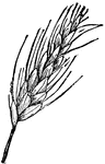 An ear of wheat