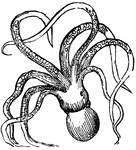 A molluscous animal, having arms furnished with sucking-cups, by means of which it attaches itself tenaceously to other bodies. When pursued, it throws out a blackish liquor that darkens the water, enabling it to escape observation.