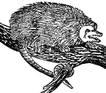 An animal of several species of marsupial quadrupeds found in America.