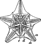 A family of irregular sea urchins, flattened into a discoidal or shield like shape, with a mouth central and furnished with a masticatory apparatus.