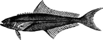 A spanish name for a sergeant&mdashfish. Usually has a uniform shape with a wide flattened head, and of an olive brown color with a broad blackish lateral band.
