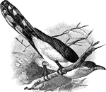 A bird with a moderately curved beak, wide at th base and compressed beyond it, long pointed wings, a long graduated tail of 10 feathers.