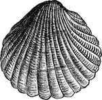 A common cockle shell.