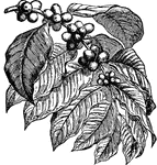 A coffee plant cultivated for its delicious caffeine beans.
