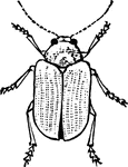 A full grown beetle of the Colaspis genus.