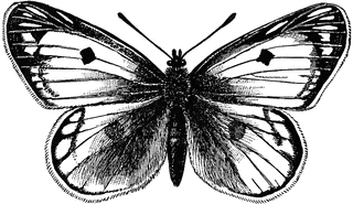 Butterfly | ClipArt ETC