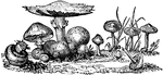"These may be placed at the very bottom of the vegetable scale, and are observable in a great variety of forms, and, among others, mushrooms, roadstools, puff-balls, the fungus dryrot, fermentation, mildew, and mould." &mdash; Goodrich, 1844