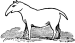 "The <em>Palaeotherium minus</em> was smaller in size compared to the <em>Palaeotherium magnum</em>, probably not larger than a roe-buck, and of similar form to the tapir. It had light and slender limbs." &mdash; Goodrich, 1844