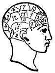 The theory that the mental faculties are shown on the surface of the head or skull.