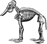 The fossilized skeleton of an elephant.