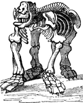 The fossilized skeleton of a Megatherium.