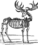 The fossilized skeleton of an elk.