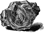 A mineral having convex elevations and concave depressins looking like shells.