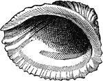 A genus of mollusks which are extensively used for food.