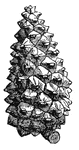 A cone of seeds from a pine tree.