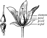 The parts of a flower.