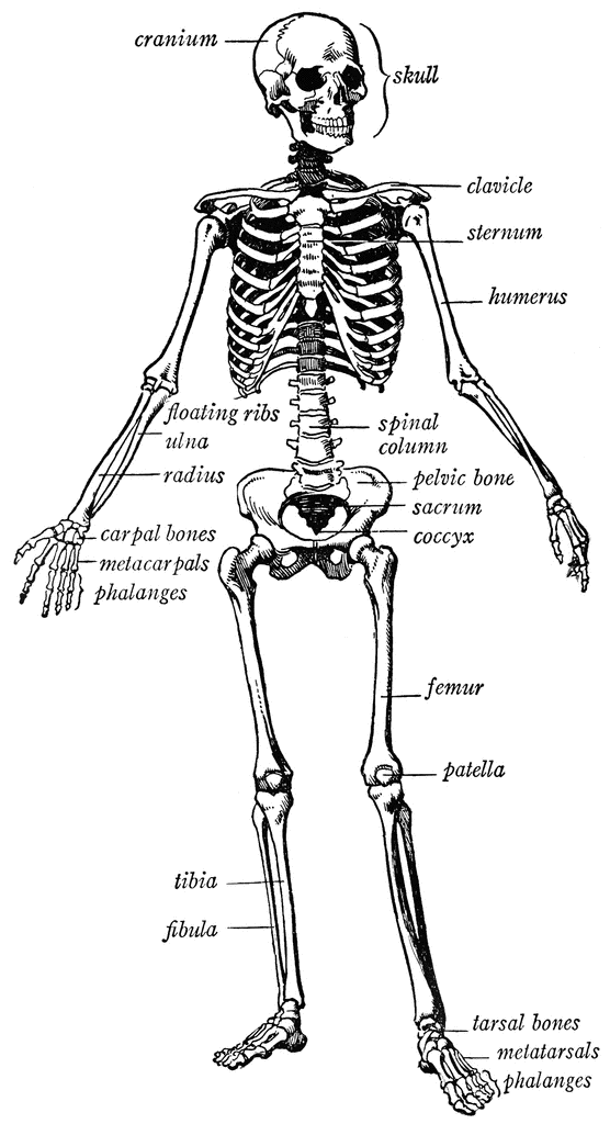 human skeleton clipart